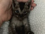 Aci̇l British Shorthair Smoke Tabby