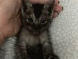 Aci̇l British Shorthair Smoke Tabby