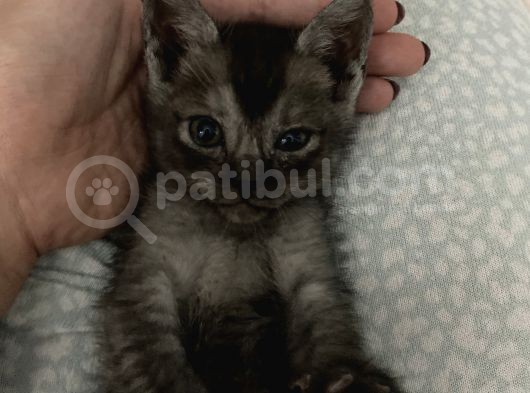 Aci̇l British Shorthair Smoke Tabby görsel