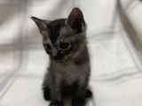 Aci̇l British Shorthair Smoke Tabby
