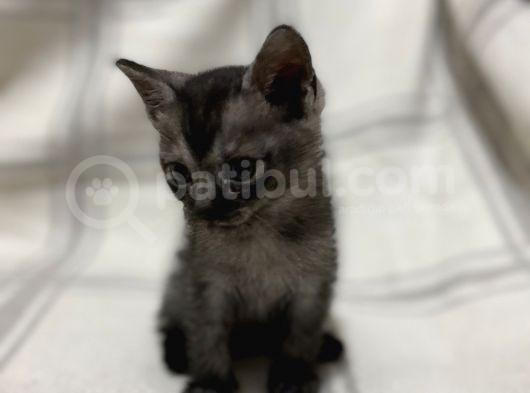Aci̇l British Shorthair Smoke Tabby görsel