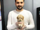 Show Kalite Toy Poodle Yavruları