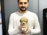 Show Kalite Toy Poodle Yavruları