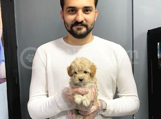 Show Kalite Toy Poodle Yavruları görsel