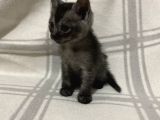 Aci̇l British Shorthair Smoke Tabby