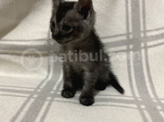 Aci̇l British Shorthair Smoke Tabby görsel