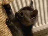 Aci̇l British Shorthair Smoke Tabby