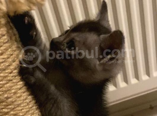 Aci̇l British Shorthair Smoke Tabby görsel