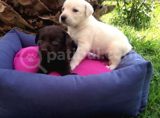 Labrador Yavruları görsel