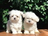 Teacup Maltese Yavrular