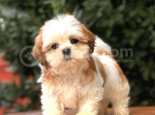 Shi̇h Tzu Yavrularımız görsel