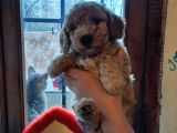 Bir Dişi İki Erkek Toy Poodle