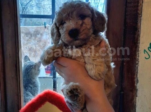 Bir Dişi İki Erkek Toy Poodle görsel