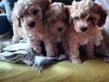 Bir Dişi İki Erkek Toy Poodle