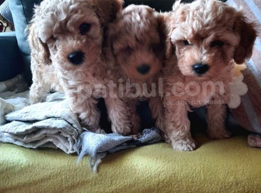 Bir Dişi İki Erkek Toy Poodle görsel
