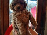 Bir Dişi İki Erkek Toy Poodle