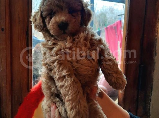 Bir Dişi İki Erkek Toy Poodle görsel