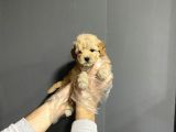 Show Kalite Toy Poodle Yavruları