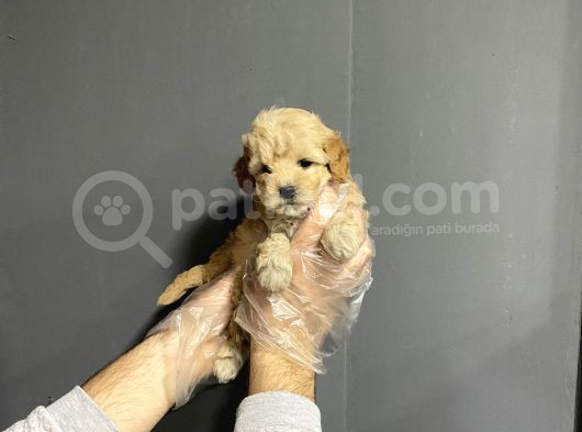 Show Kalite Toy Poodle Yavruları görsel