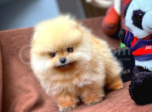 Çocuklarla Anlaşabilen En İyi Irk Pomeranian Yavrularımız görsel