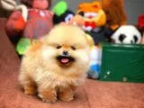 Çocuklarla Anlaşabilen En İyi Irk Pomeranian Yavrularımız