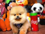 Çocuklarla Anlaşabilen En İyi Irk Pomeranian Yavrularımız