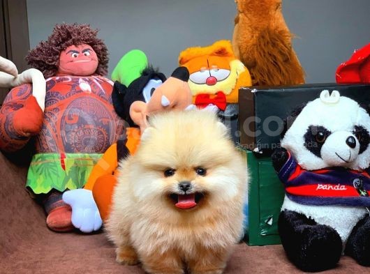 Çocuklarla Anlaşabilen En İyi Irk Pomeranian Yavrularımız görsel