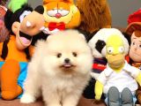 Show Kalite Pomeranian Yavrularımız
