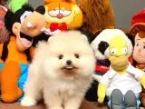 Show Kalite Pomeranian Yavrularımız