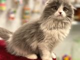Sıfır Kulak Bicolor Longhair Scottish Fold Dişi Yavrumuz