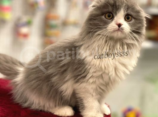 Sıfır Kulak Bicolor Longhair Scottish Fold Dişi Yavrumuz görsel