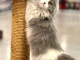 Sıfır Kulak Bicolor Longhair Scottish Fold Dişi Yavrumuz
