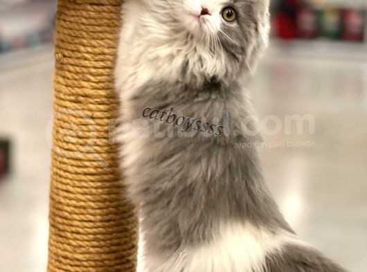 Sıfır Kulak Bicolor Longhair Scottish Fold Dişi Yavrumuz görsel