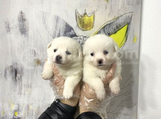 Muhteşem Karbeyaz Spitz Yavruları görsel