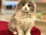 Sıfır Kulak Bicolor Longhair Scottish Fold Dişi Yavrumuz