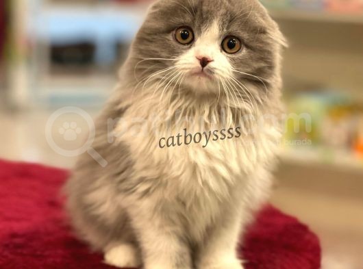 Sıfır Kulak Bicolor Longhair Scottish Fold Dişi Yavrumuz görsel