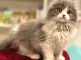 Sıfır Kulak Bicolor Longhair Scottish Fold Dişi Yavrumuz