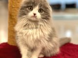 Sıfır Kulak Bicolor Longhair Scottish Fold Dişi Yavrumuz