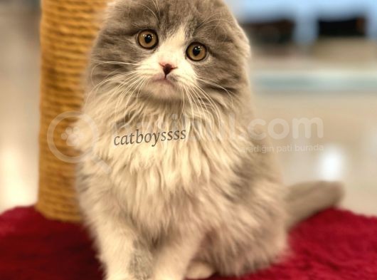 Sıfır Kulak Bicolor Longhair Scottish Fold Dişi Yavrumuz görsel