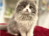 Sıfır Kulak Bicolor Longhair Scottish Fold Dişi Yavrumuz