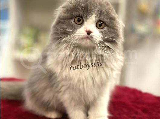 Sıfır Kulak Bicolor Longhair Scottish Fold Dişi Yavrumuz görsel