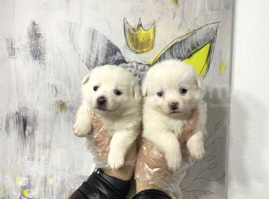 Muhteşem Karbeyaz Spitz Yavruları görsel