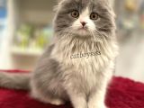 Sıfır Kulak Bicolor Longhair Scottish Fold Dişi Yavrumuz