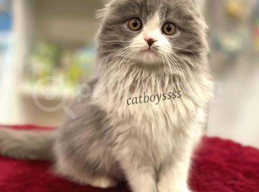 Sıfır Kulak Bicolor Longhair Scottish Fold Dişi Yavrumuz görsel
