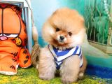 Pomeranian Boo Pasaportlu Karneli Yavrularımız