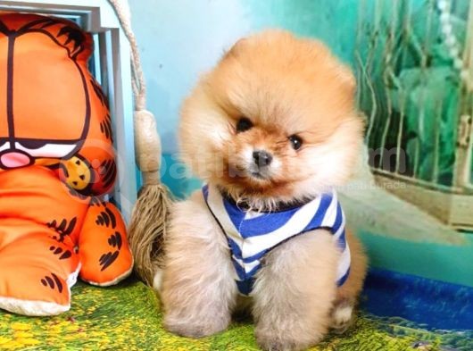 Pomeranian Boo Pasaportlu Karneli Yavrularımız görsel