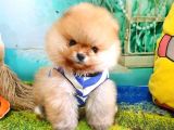 Pomeranian Boo Pasaportlu Karneli Yavrularımız