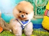 Pomeranian Boo Pasaportlu Karneli Yavrularımız