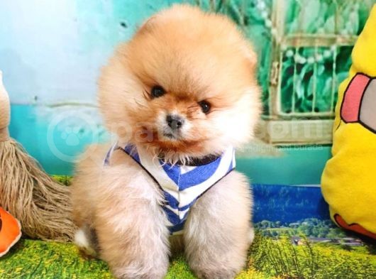 Pomeranian Boo Pasaportlu Karneli Yavrularımız görsel