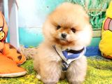 Pomeranian Boo Pasaportlu Karneli Yavrularımız